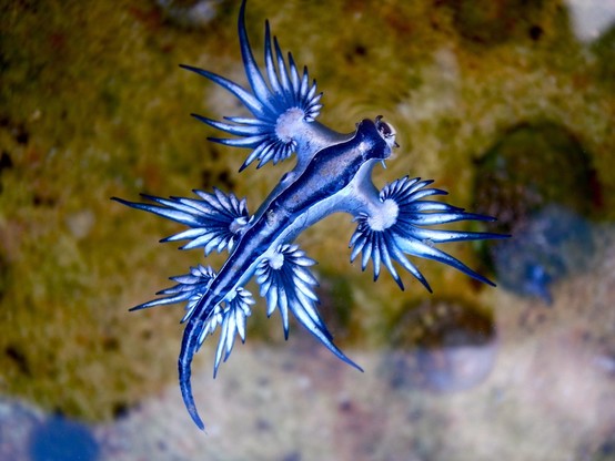 image/jpeg an elongated organism with long tail and extended feathery lateral papillae, swims in shallow water above a sandy bottom. It is vibrantly bright blue with elongated dark blue stripes. Wikimedia Commons.
https://commons.m.wikimedia.org/w/index.php?search=Blue+glaucus&title=Special:MediaSearch&type=image
