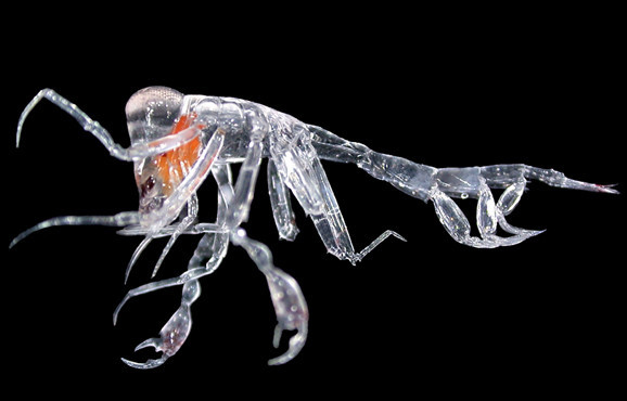 image/jpeg a thin, transparent, glass-like crustacean zooplankton with prominent claws and an orange spot against a black background.
https://blog.csiro.au/take-a-bite-at-the-bight-and-its-deep-ocean-ecosystem/