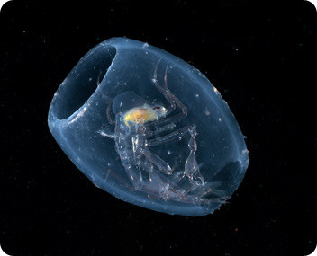 image/jpeg a Phronima amphipod sits inside of a barrel of a transparent salp, looking rather like a transparent stuffed olive. Photo from MBARI.