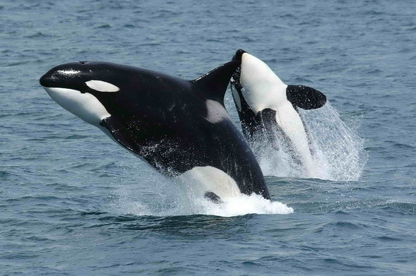 image/jpeg two black and white Orca jumping out of the ocean.
NOAA Public Domain.