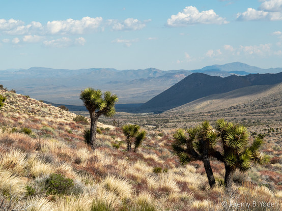 A view from high on a mountainside covered in scrubby vegetation and Joshua trees, down to the desert plain