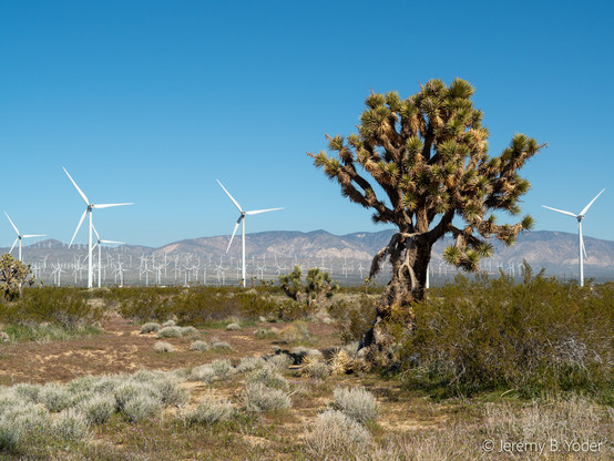A large Joshua tree with an almost spherical crown, in front of a field of modern windmills