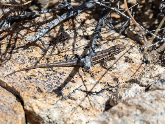 A small lizard striped with brown, tan, black, and flecks of blue, on a rock shaded by dry, spiky twigs from an overhead shrub