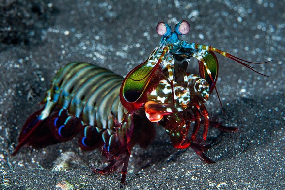image/jpeg an elongated wildly colorful (reds, blues, greens) shrimp-like creature with very prominent stalked eyes and mantis formed forward facing claws.
Cédric Péneau
Creative Commons Attribution-Share Alike 4.0

