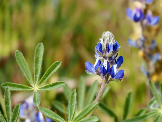 A close view of a miniature lupine inflorescence, a short, conic raceme of blue-and-white papillionoid flowers, framed by palmately compound leaves