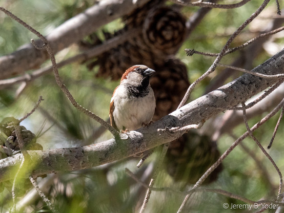 A mostly dirty white bird with a chestnut brown cap and a big black bib, sitting on a branch amidst out-of-focus pine needles
