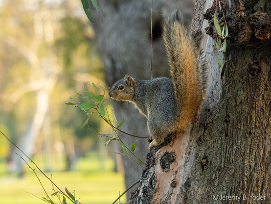 A gray squirrel with red-brown underparts, leaning out from a perch on a tree trunk with its tail standing alert