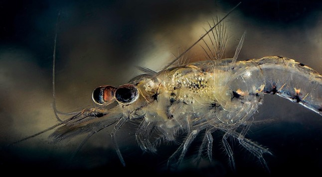 image/jpeg an underwater photo of a very transparent, shrimp-like crustacean with prominent black eyes and feathery antennae and appendages.
Photo of Mysis relicta
Per Harald Olsen/NTNU
CCA 2.0