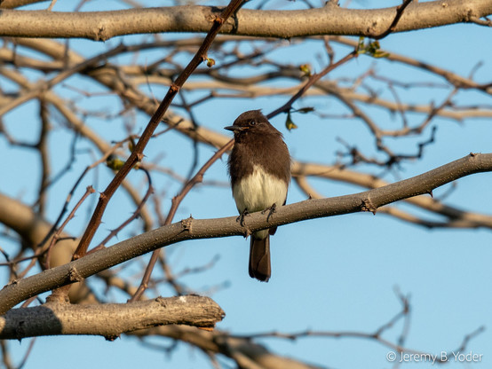 A small black bird with white underparts, perched on bare branch