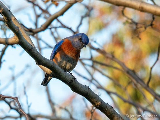 A bird with blue wings and head, red-orange breast and flanks, and white underparts, perched on a branch and looking downward with its head tilted in apparent skepticism