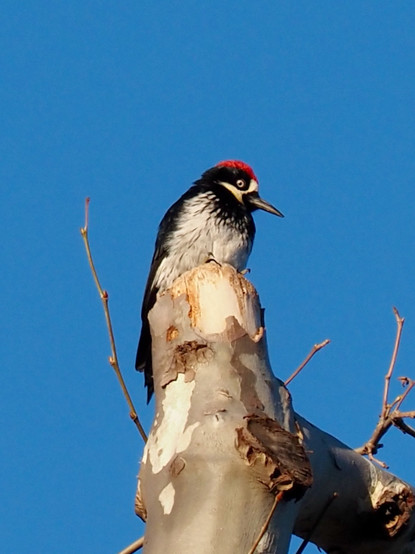 A woodpecker with striking black and white facial markings, bright yellow eyes, and a red cap, looking downward from a perch on a broken-off stump of a sycamore branch