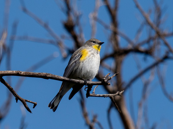 A gray and white bird with yellow patches at its chin and "armpits"
