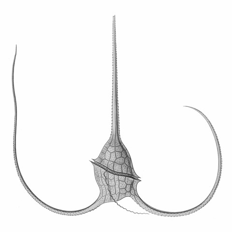 image/jpeg illustration of an armoured organism with three extremely long sharp curved pointed spines.
Original name Ceratium tripos (O.F.Müller, 1776). Now accepted as Tripos muelleri (Bory de Saint-Vincent, 1824). This dinoflagellate is recognizable by its U-shaped horns.
https://commons.m.wikimedia.org/wiki/File:Ceratium_tripos.jpg#mw-jump-to-license