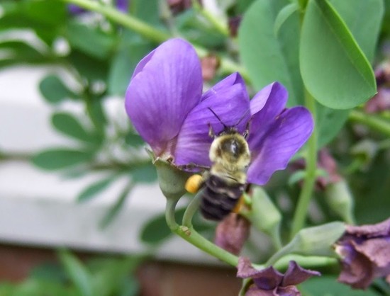 A photograph of a bumble bee on a purple flower.