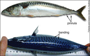 image/jpeg photo of side and top view of a silver fish with a striped impressively bright blue ventral surface. Labels indicate banding on thr back and pinnula by tail.
Atlantic Mackerel, photo DFO. Public Domain.