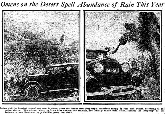 Image of a very poorly transferred scan from an old LA Times copy. The headline reads "Omens in the Desert Spell Abundance of Rain This Year", above images of a 1920s-era motor car parked beside Hesperoyuccas and a Joshua tree bearing many fruits. The caption  reads "Laden with the heaviest crop of seed seen in recent years the Joshua trees prophesy a bounteous supply of rain next winter, according to the native sharps. The yuccas, which in Lone Pine Canyon, for example, are literally ablaze wi…