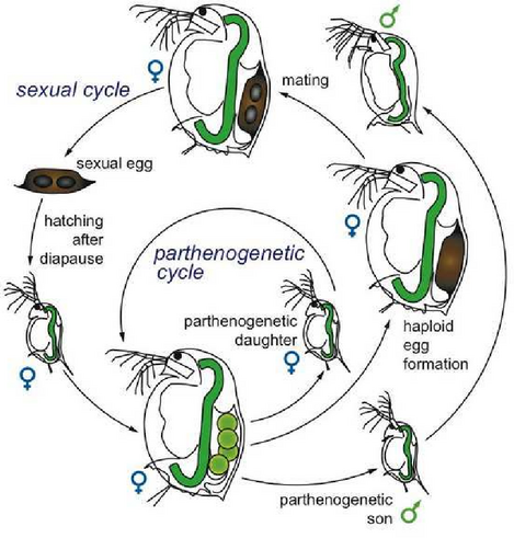 image/png diagram of the asexual (parthenogenetic) and sexual (mating) reproductive cycle of Daphnia which can produce sexual resistant resting eggs.