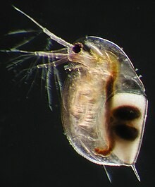 image/jpeg a microscopic photograph of a oval shaped crustacean with long forward facing antenna and a small tail spine. Two dark spots are in a brood pouch on its back showing resistant resting eggs called ephippia. CC BY-SA 4.0
https://commons.m.wikimedia.org/wiki/File:Female_Daphnia_longispina_carrying_a_resting_egg_(%22ephippium%22).JPG#mw-jump-to-license