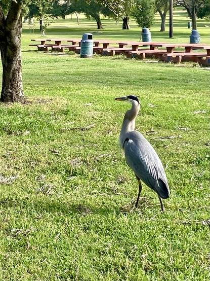 The blue heron closer and from a better angle, looking well fed and regal, though the effect is offset by picnic tables and a trash can in the background 