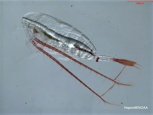 image/jpeg a large, transparent, segmented, cylindrical crustacean  with very long dark antennae is shown in a microscope image. A scale bar of 2000 microns suggests it is 6-8 mm long. Calanus hyperboreus.
Photo from Russ Hopcroft. Public Domain. NOAA.