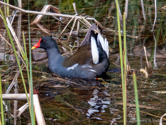A hen-shaped, mostly slate-colored waterbird with a bright orange bill extending up the front of its face, its tail raised to present the viewer with bright white under-plumage as it paddles through murky water amongst rushes