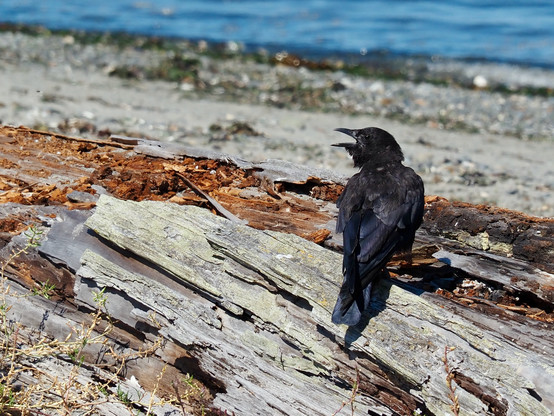 A crow perched on a water-damaged log, its beak open mid-caw, with sand and seaweed and waves visible in the background