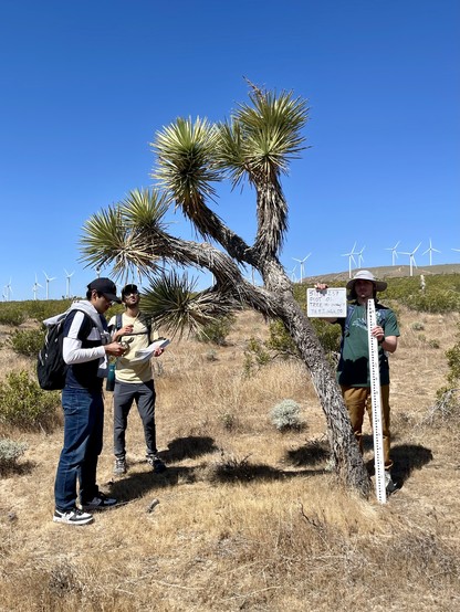 Three people standing around a Joshua tree: one trimming a leaf for a DNA tissue sample, one with a clipboard and pencil taking notes, and one holding up a graduated measuring rod and a whiteboard marked with accessioning information