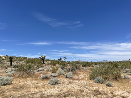 A view of open desert scrubland dotted with distant Joshua trees, under clear blue sky streaked with cirrus clouds
