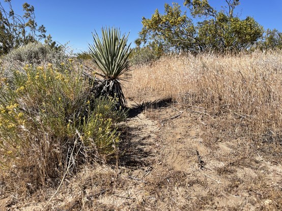 A Joshua tree less than half a meter tall, growing almost under the canopy of a larger shrub
