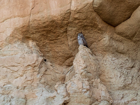 A view into a niche in a wall of reddish rock, where a large brown and white owl with visible “ears” is perched on an outcropping