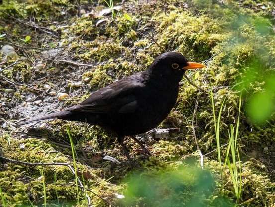A black thrush with a contrasting yellow bill on a mossy bank, seen through out-of-focus underbrush