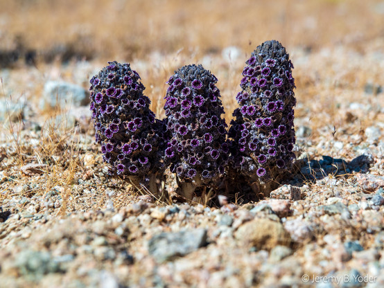 Three mushroom-like protruberances emerging from sandy soil which, on closer inspection, are tightly packed, rounded clusters of small purple vase-shaped flowers interspersed with dark-bluish bracts