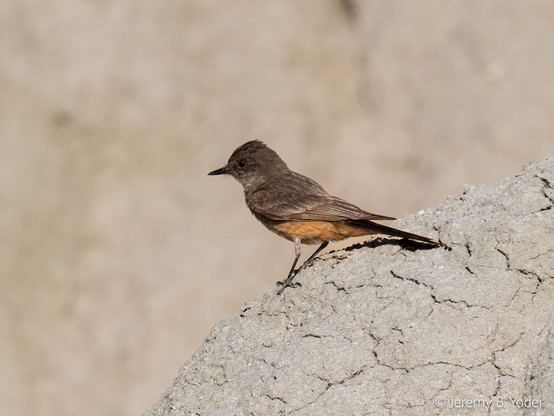 A brown-grey flycatcher with lighter, reddish underparts, perched expectantly on a dun-colored rock