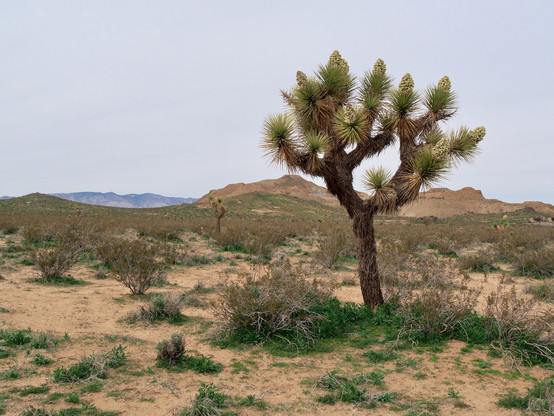 A single Joshua tree with a well-defined trunk rising to a slightly asymmetrical crown of branches ending in rosettes of blade-like green leaves, many rosettes cradling conical clusters of green-white flowers; growing in a desert scrubland with low brown hills visible in the background