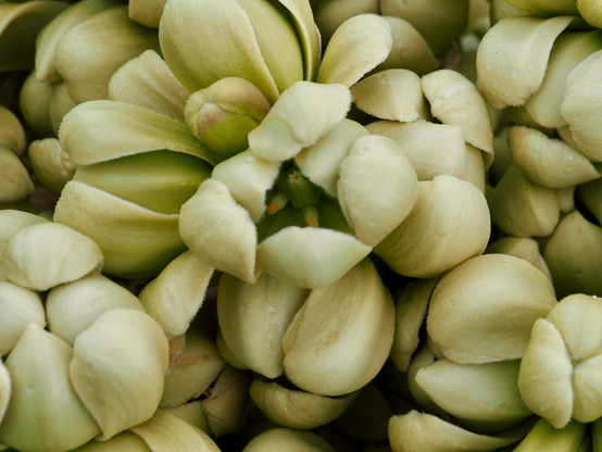 A close view of densely packed green-white flowers, each with six tepals forming a sphere; a conical pistil and a couple stamens with bright yellow pollen are visible through the open tepals of one flower