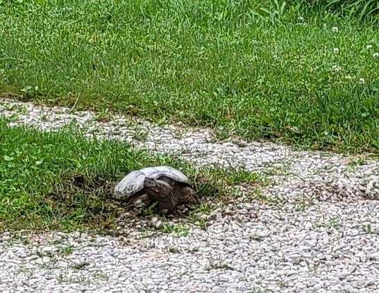 A photo of a snapping turtle making a nest to lay eggs in a grassy area next to a gravel drive.
