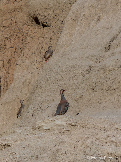 A bird like a large brown-grey quail without the forehead-plume, with an orange bill and a black mask-like stripe across its white face, perched at the bottom of a near-vertical rock face as two smaller immature birds of the same species begin to climb the rock face