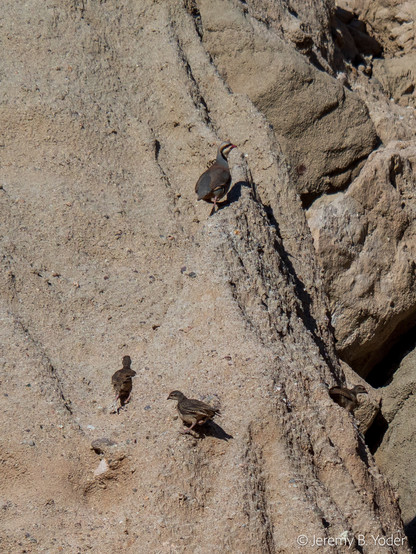 The same birds, some way up the rock face, the adult about a meter above two immature birds