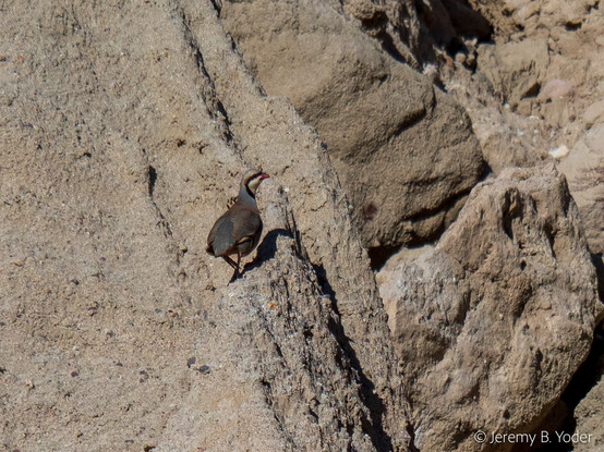 A closer view of the adult chukar, running along a narrow ledge on the cliff face