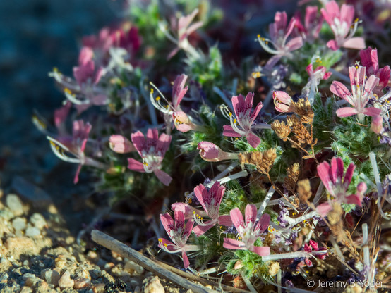 Close view of many small flowers with five-lobed corollas, the tips of the lobes pink and the bases white with pink spotting