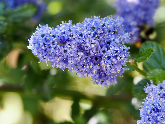 A conic panicle of tiny pale blue flowers with yellow-white stamens visible, framed by out-of-focus leaves and more inflorescences