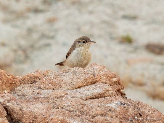 A wren with a brown head and back, a pale buffy breast, and a light-dark stripe through its eye, perched just behind the crest of a pale pink conglomerate rock, its expression suggesting grumpiness