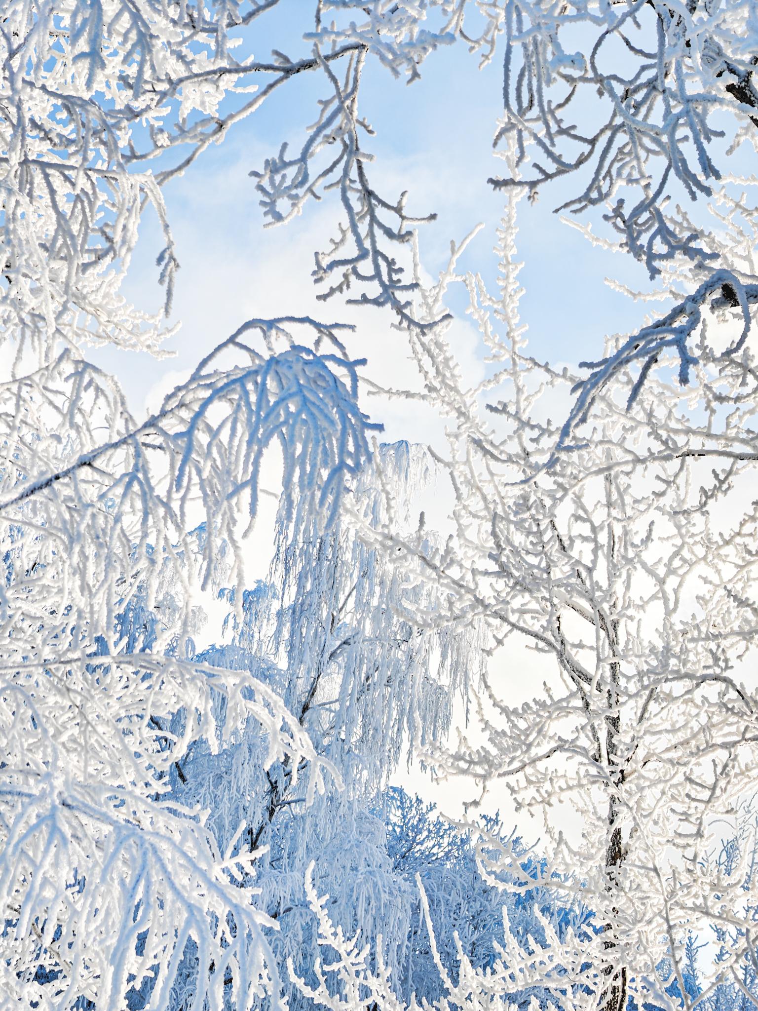 Kuuraisia puita ja auringonvaloa.