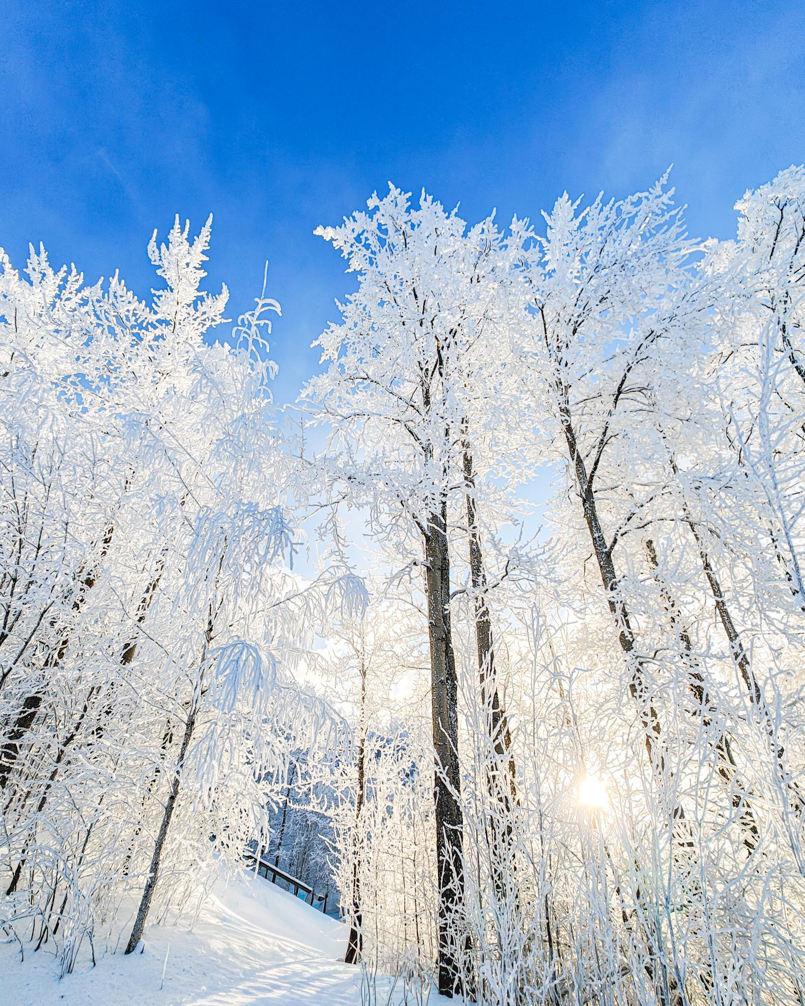 Kuuraisia puita, sinitaivasta ja aurinko puiden takana.