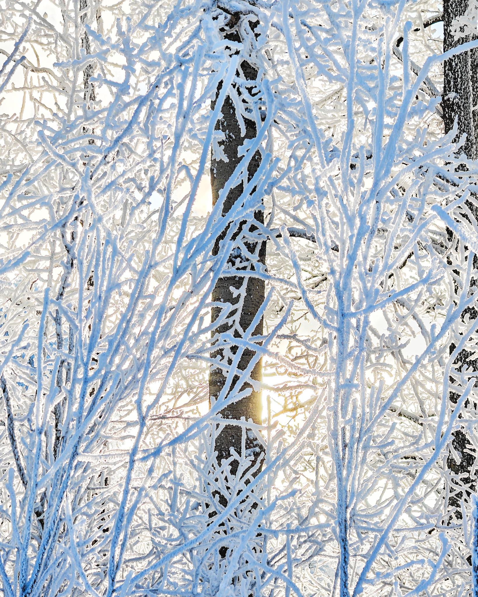 Aurinko paistaa kuuraisten puiden takana.
