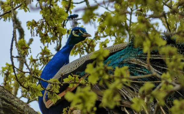 Un paon bleu de dos mais avec la tête dressée. L'oiseau est en partie camouflé par les feuilles d'un chêne sur lequel il est posé.

A peacock from the back but with its head erect. The bird is partly camouflaged by the leaves of an oak tree on which it is sitting.