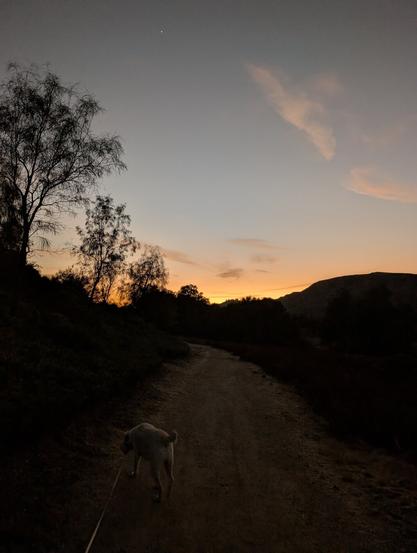 Sunset hike with a dog