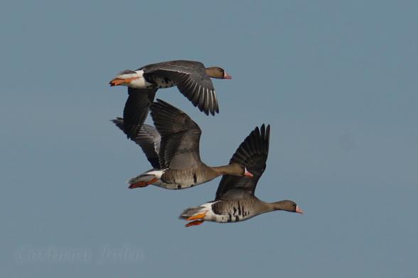 3 fliegende Blässgänse