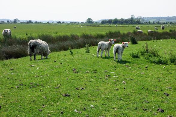 Three sheep in a green field, including two lambs mirroring each other's pose with a flock in the background.