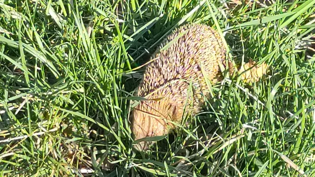 Ein Igel sucht im Gras nach Nahrung.